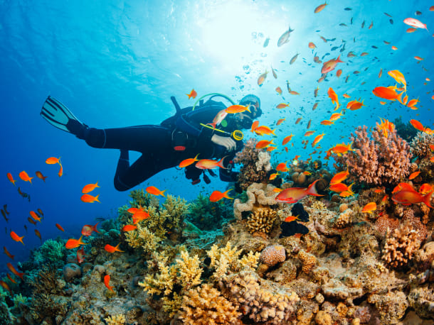 Guided Dives with Experienced Operators